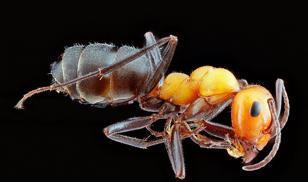 Ant Control service in Coon Rapids, MN