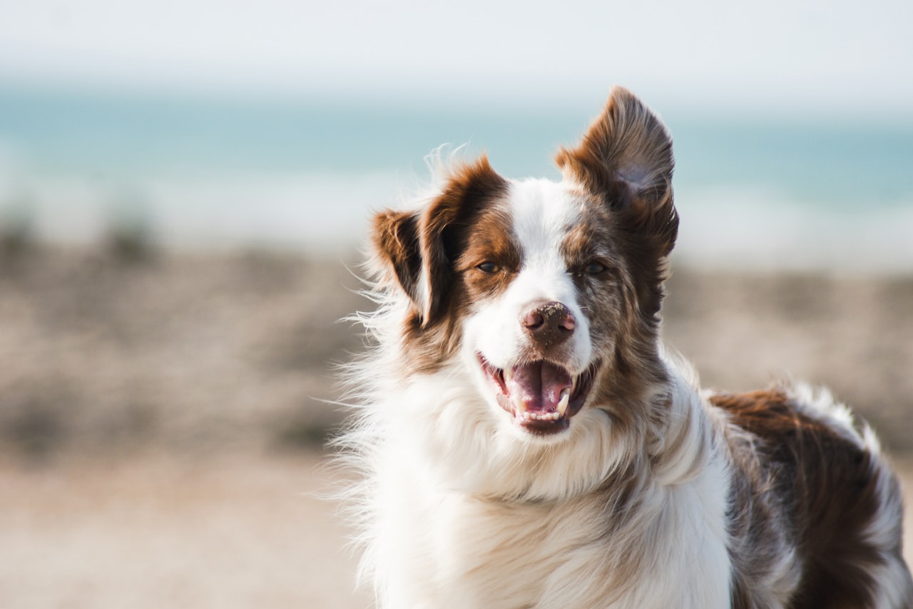 Flea & Tick Control service in Coon Rapids, MN