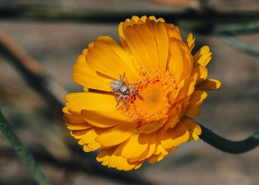 Spider Control service in Coon Rapids, MN